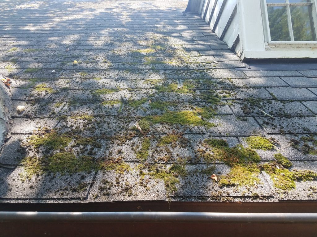 How Does Moss Growth on a Roof Affect Its Longevity?